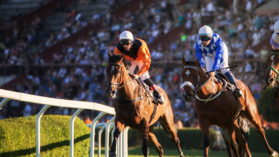 professional punter, How To Become A Professional Punter